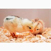 Мастер грей, Ред бро, Голошия іспанка.Венгрія