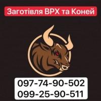 Заготівля худоби (Погребище, Липовець, Тетіїв, Оратів, Іллінці, Дашів)