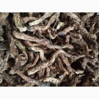 Продам корінь купени