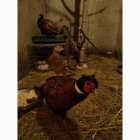 Продам фазанів мисливських