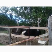Продам пару страусів
