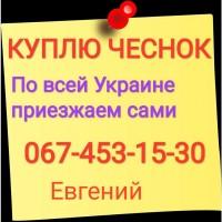 Куплю чеснок по всей Украине только товарный