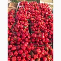 Продам Перець кубовидний