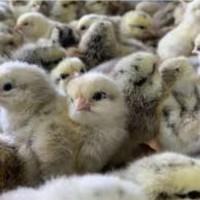 Увага‼ курчата -«ВАЖКИЙ КРОСС»