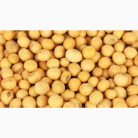 Продам сою на експорт з України / GMO soy for export from Ukraine