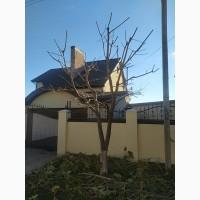 Обрізка саду.Послуги садівника, обприскування, озеленення, догляд