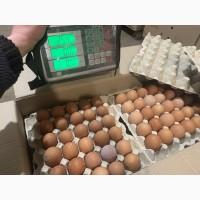 Продам яйцо куриное столовое оптом