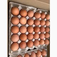 Продам яйцо куриное столовое оптом