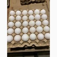Продам яйцо куриное столовое оптом