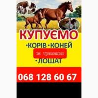 Корови Коні