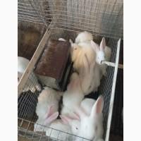 Продам кролики білий панон