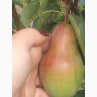 Продам грушу Талгарська красуння