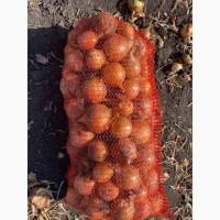 Цибуля оптом