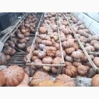Гарбуз кашовий ромашка