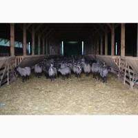 Продажа бизнеса ферма овцы