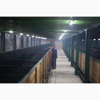 Продажа бизнеса ферма овцы