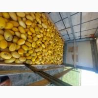 Продам диню у львові