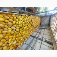 Продам диню у львові