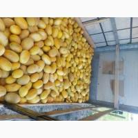 Продам диню у львові