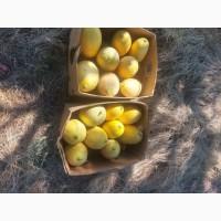 Продам диню у львові