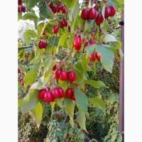 Кизил домашній, смачний