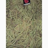 Продам сухі сережки (цвіт) ліщини