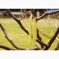 Продам сухі сережки (цвіт) ліщини