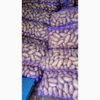 Продам товарну картоплю