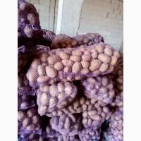 Продам товарну картоплю