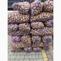 Продам товарну картоплю