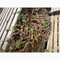 Продам моркву мита 1 гатунок