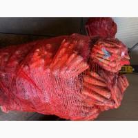 Продам моркву мита 1 гатунок