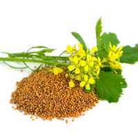 Куплю гірчицю білу та гірчицю чорну