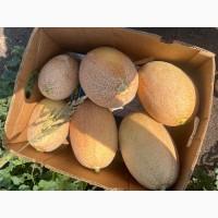 Продам дыню