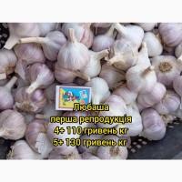 Посадковий часник Гулівер та Любаша