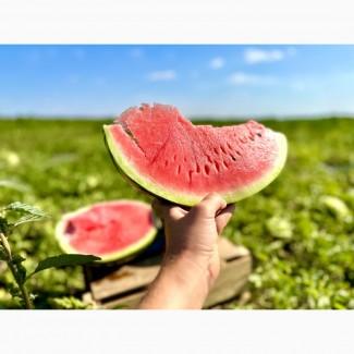 Продаємо кавун з поля оптом