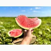 Продаємо кавун з поля оптом