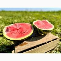 Продаємо кавун з поля оптом