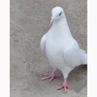 Голуби бакинські голоногі