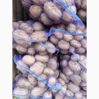 Продам товарну картоплю