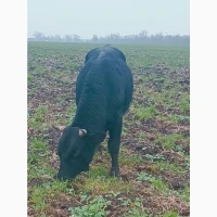Продам биків, бичков, Крс, Врс