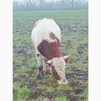 Продам биків, бичков, Крс, Врс