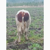 Продам биків, бичков, Крс, Врс