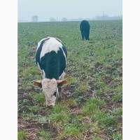 Продам биків, бичков, Крс, Врс