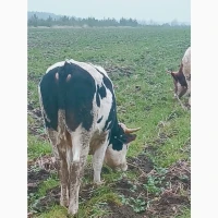 Продам биків, бичков, Крс, Врс