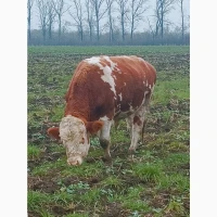 Продам биків, бичков, Крс, Врс