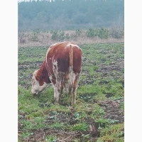 Продам биків, бичков, Крс, Врс