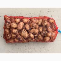 Картофель «Прада» летней посадки