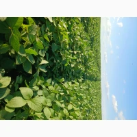 Соя Насінева Kansas Друга Репродукція