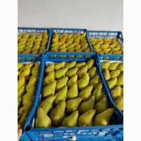 Продам грушу Ноябрську